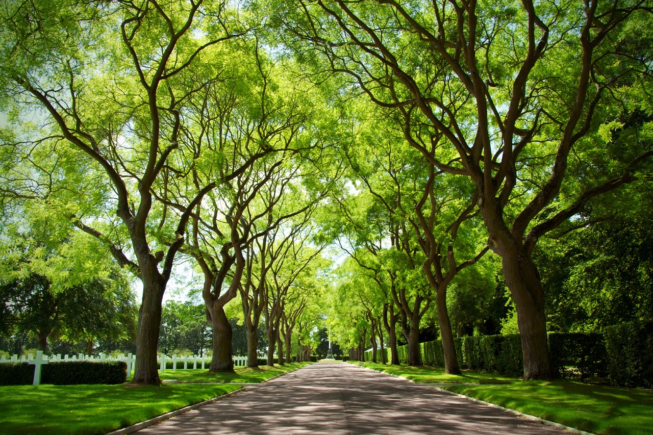 green-canopy-871296663853kKb.jpg#asset:9326